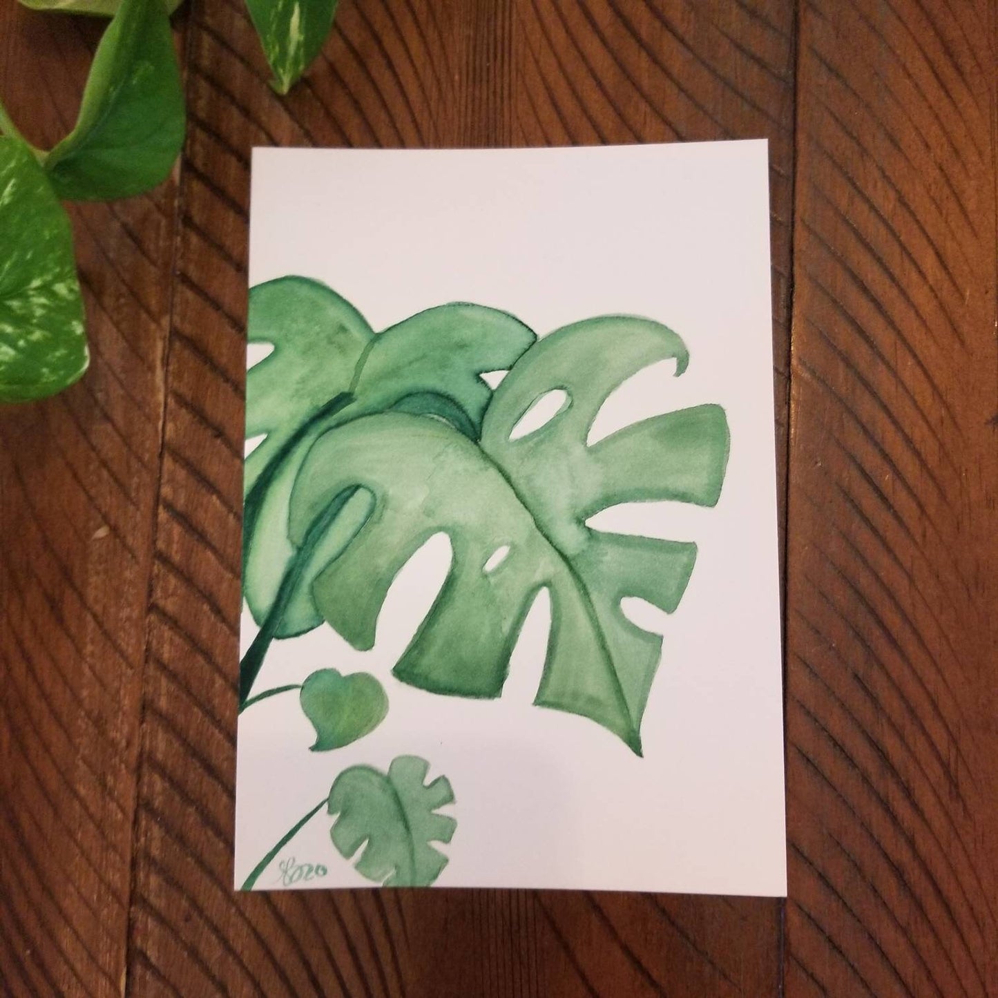 Mini monstera