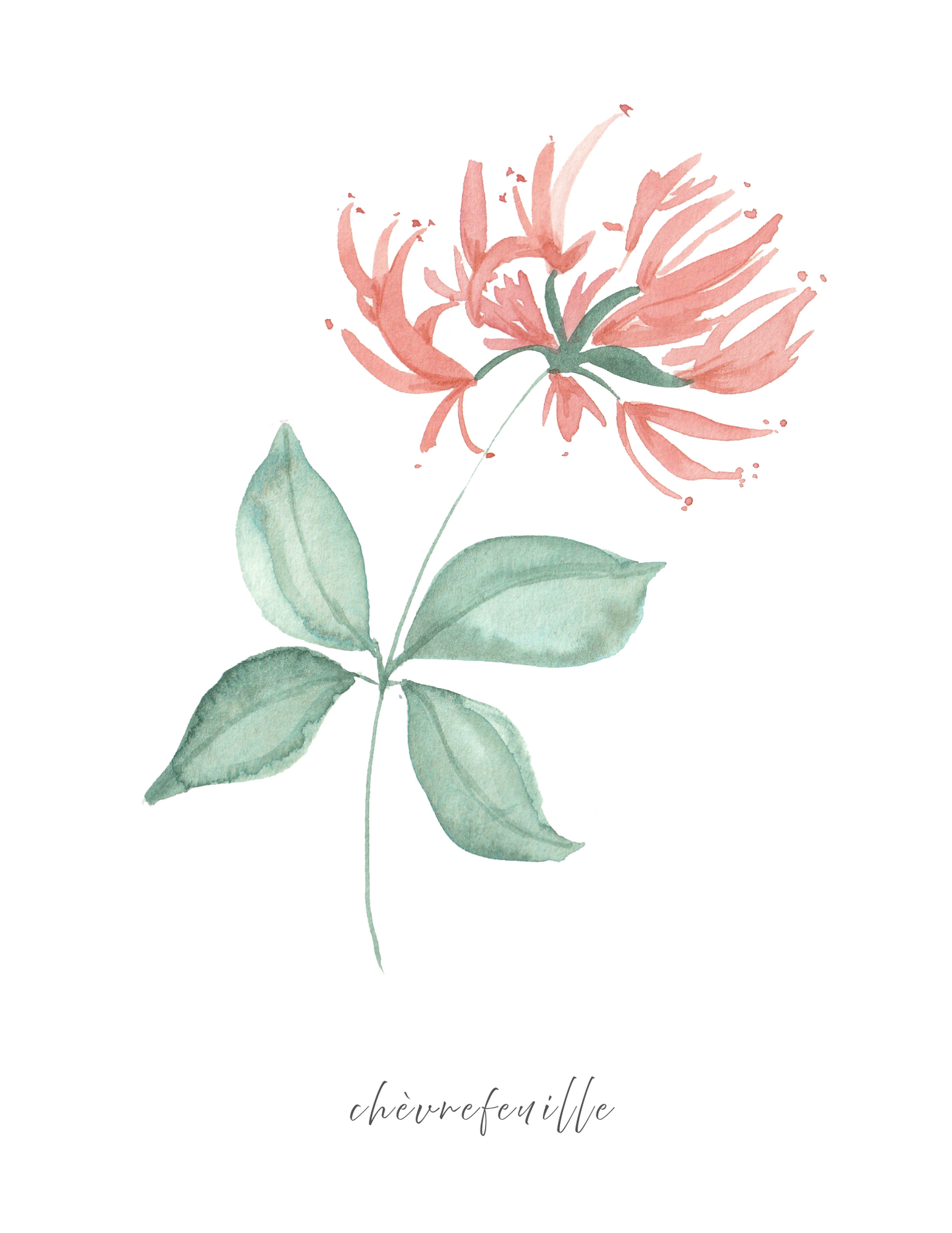 Calendrier 2026 fleurs de naissance