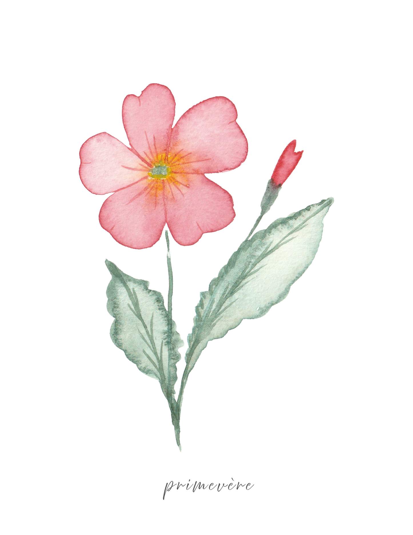 Calendrier 2026 fleurs de naissance